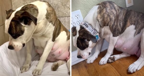 Pregnant Pittie Wouldn’t Look Her Foster In The Eye, Kept Her Pups In