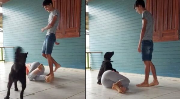 Protective Dog Steps In And Stands Up To His Mom’s Attacker