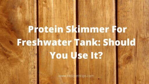 Protein Skimmer For Freshwater Tank: Should You Use It?