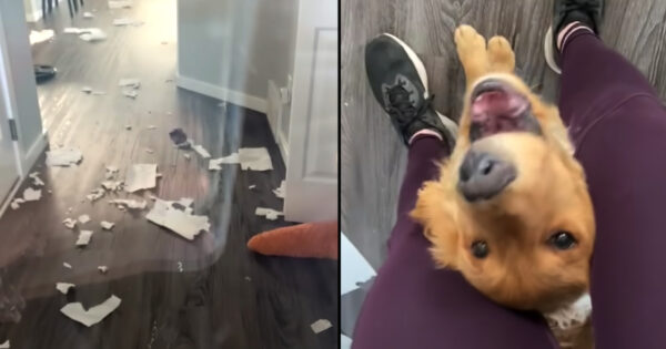 Proud Dog Shows Mom The Redecorating He Did While She Was Away