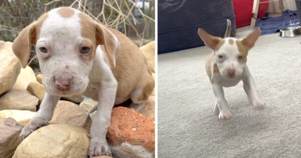 Pumpkin Sat Shaking When Surrendered But Now Bounces Through A Home