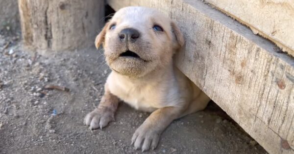 Puppies Hid For Their Lives From Their Mother Who Was Trying To Eat Them