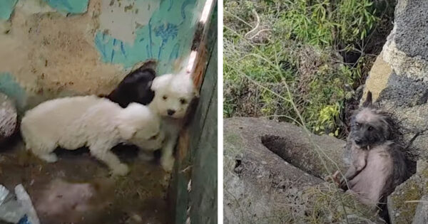 Puppies On A Mountain Top Can’t Find Their Mom Who’s Clinging To The Ledge