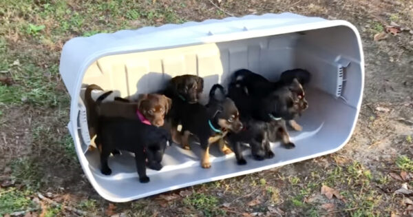 Puppies Step Out Onto The Grass For The Very First Time