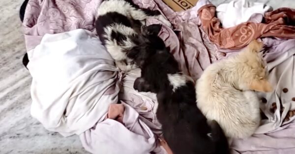 Puppies Surround Their Cold And Motionless Sibling To Warm Him