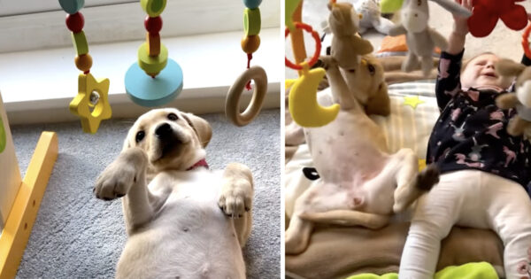 Puppy And Baby Find Common Interest In Toy, Playtime Ensues