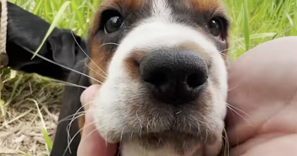 Puppy Covered In Magic Marker Is Surrendered, Wasn’t What The Family Expected