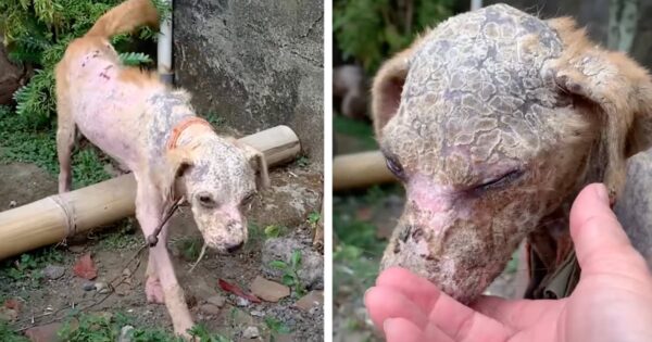 Puppy Covered With Scales Is Found Chained Up With Nothing