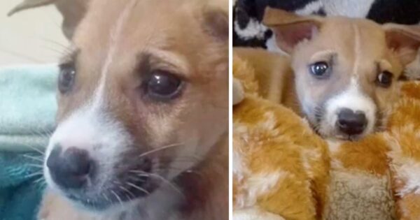 Puppy Found At A Construction Site Wouldn’t Eat Until She Got A Giraffe Toy