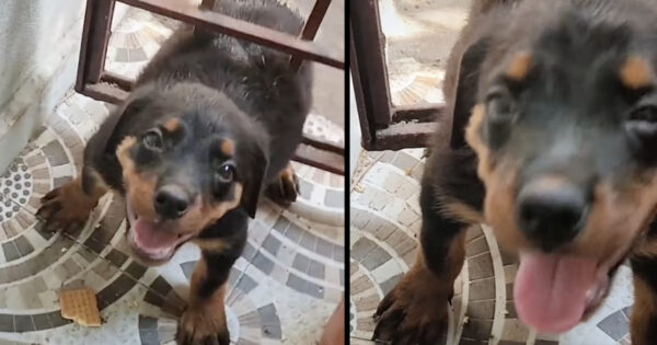 Puppy Found Herself Stuck In A Metal Gate And Just Wanted To Get Back To Mama