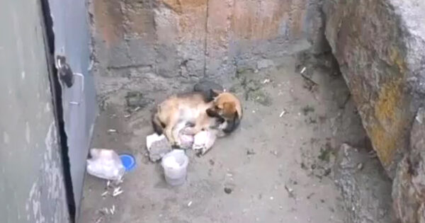 Puppy Found Himself Unable To Move In A Hole After An Accident