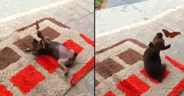 Puppy Found Outside The Door Having A Moment With A Butterfly