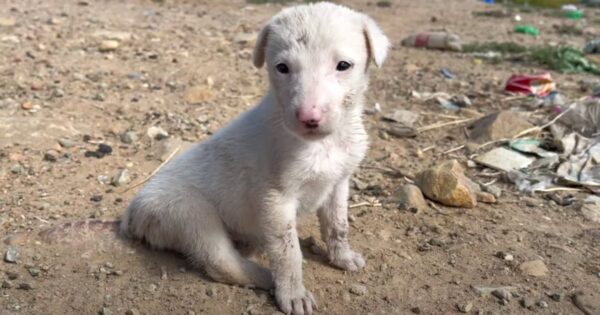 Puppy Found Without A Tail Rescued From The Dirt And Trash