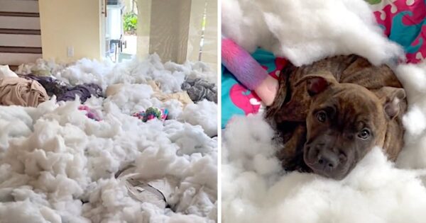 Puppy Makes A Giant Mess In The Living Room And Hides In The Middle Of It