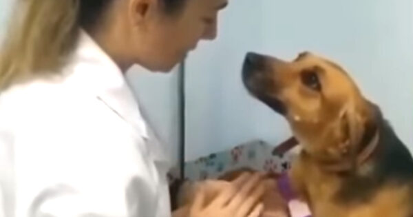 Puppy Puts On A Brave Face For Her Procedure At The Vet