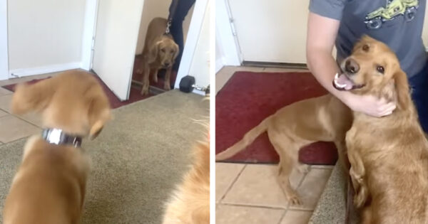 Puppy Reunites With His Breeder Mama After Her Retirement