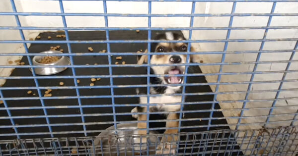 Puppy Sold Off In A Plastic Bag By The Only People She Ever Knew