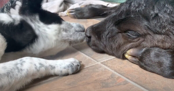 Puppy Takes It Upon Himself To Help Calf Born In The Freezing Cold