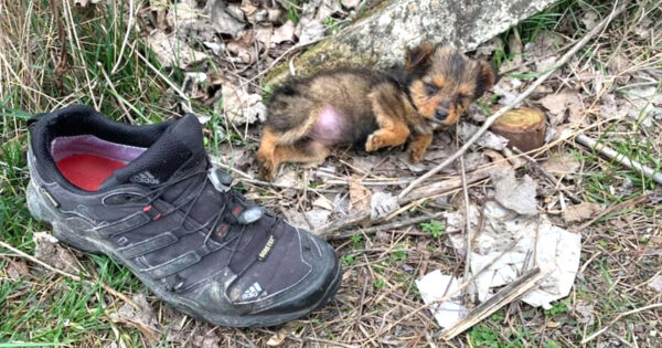 Puppy Thrown Out With Garbage Takes To An Old Shoe For Comfort