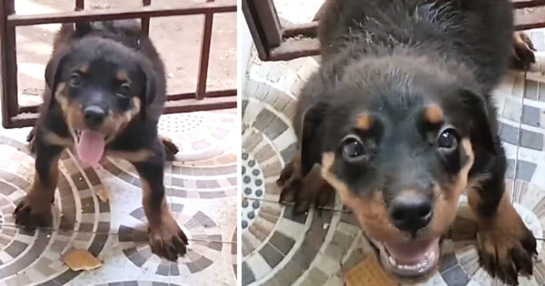 Puppy Trapped In A Gate Goes Right Back To Playing With Mom When Freed