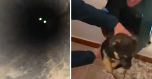 Puppy Ventured Off And Got Stuck In A Pipe, So They Broke Through The Wall