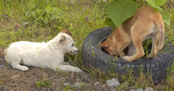 Pups Abandoned At A Farm Had To Drink Accumulated Water In An Old Tire