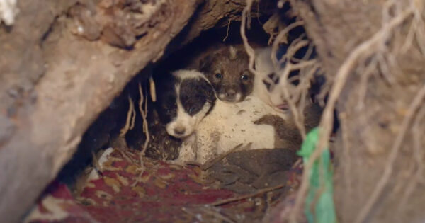 Pups Cuddling In A Hole 11 Feet In The Ground Wondered Where Their Mama Went
