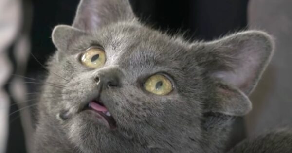 Rare Four-Eared Cat Is Living Her Best Life With Her Mom And Doggy Siblings