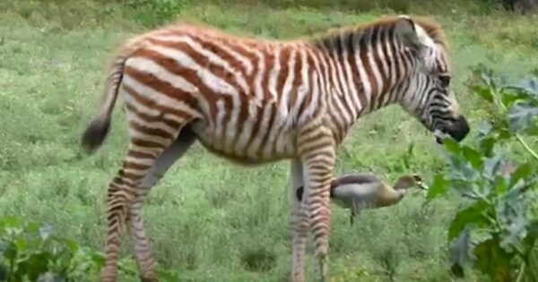 Rare Luminescent ‘Golden’ Zebra Spotted Just Moments After Birth