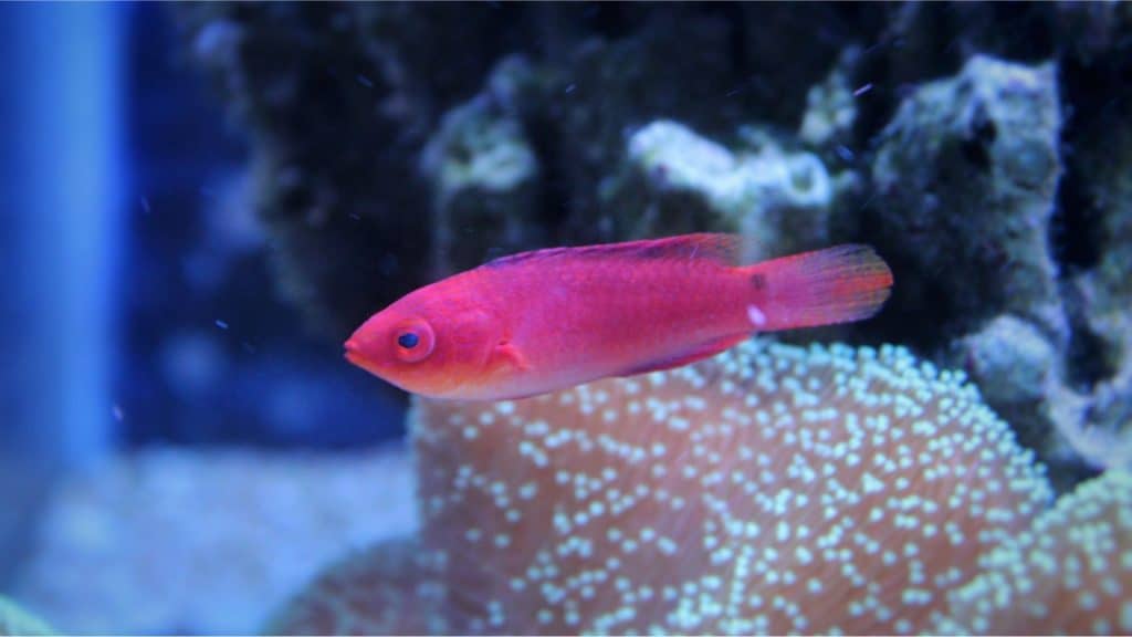 fairy pink wrasse