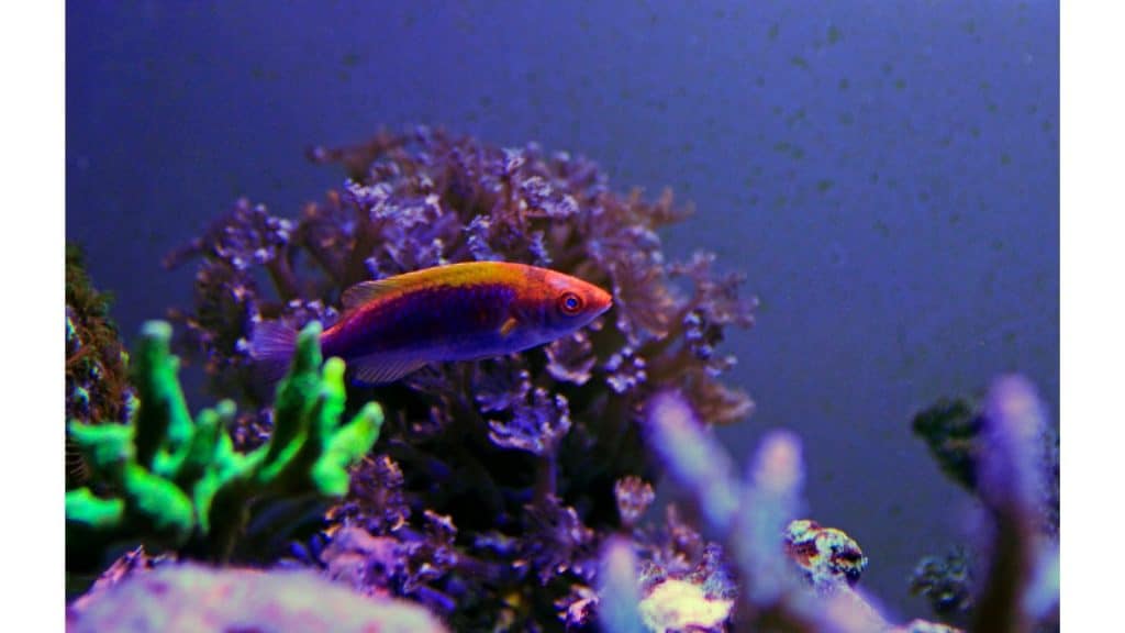 Multicolor Lubbock Fairy Wrasse