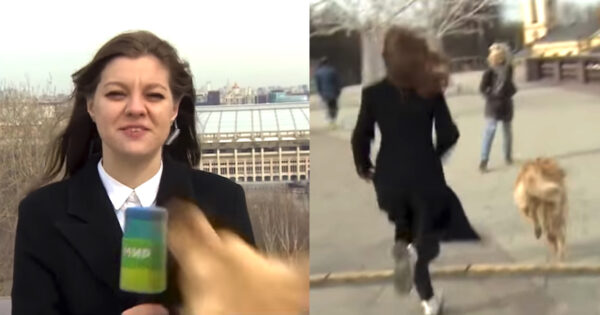 Reporter Has Her Microphone Stolen By Playful Pup During Live Newscast