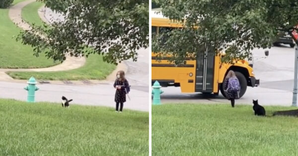 Rescue Cat Walks His Human To The Curb And Waits With Her For The Bus