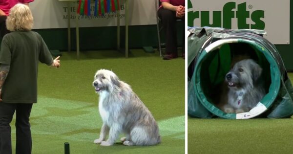 Rescue Dog Has A Mind Of His Own Once He Hits The Agility Course