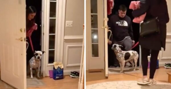 Rescue Dog Hesitant To Step Into Real Home For The First Time