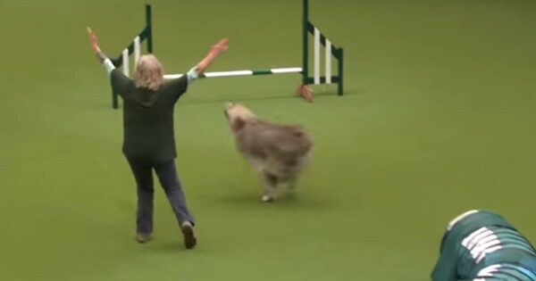 Rescue Dog Running Agility Course Takes A Souvenir For The Road