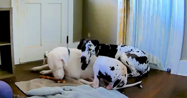 Rescued Great Dane Has Separation Anxiety, So Foster Sister Comforts Him