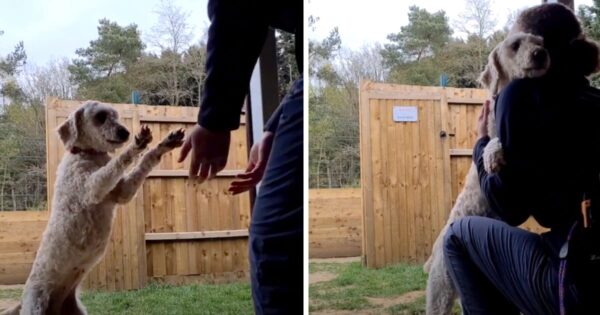 Rescued Labradoodle Runs Over To Hug Shelter Volunteer