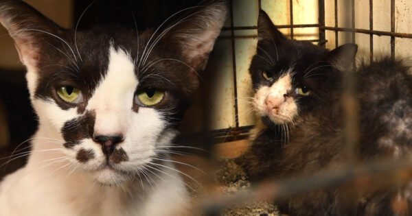Rescuers Show Up To Investigate Neglect Situation, Find Piles Of Cats In The Home