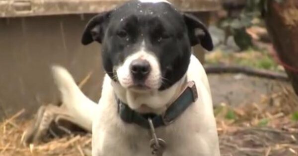 Rescuers free chained dog in the rain and witness her ‘overwhelming’ gratitude