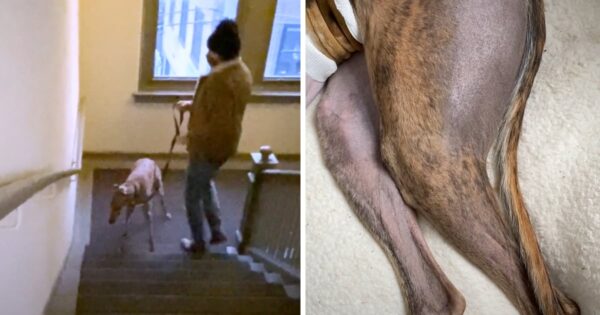 Retired Racing Greyhound Can’t Even Walk Up The Steps In His New Home