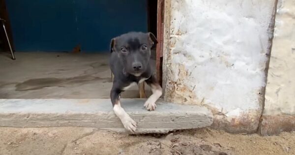 Ricky Had A Funny Walk And Just Needed Someone To See Him