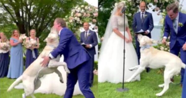 Ring Bearer Dog Forgets His Training When It Counts And Runs Down The Aisle