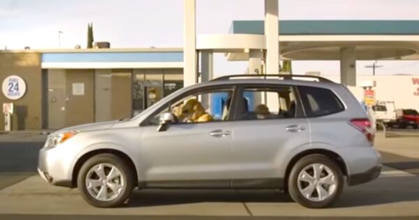 Roadtripping Dogs Make A Pit Stop At A Very Accommodating Gas Station