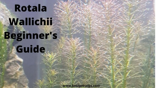 Rotala wallichii Beginner’s Guide