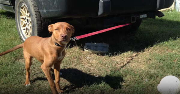 Roxy Was Kept Tied Out For 5 Years When Her Family Said They Didn’t Want Her