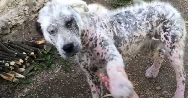 Rugged Stray Approached Strangers And Asked Them To Rescue Her And Her Friend
