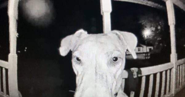 Runaway Dog Returns Home In The Middle Of The Night And Rings The Doorbell
