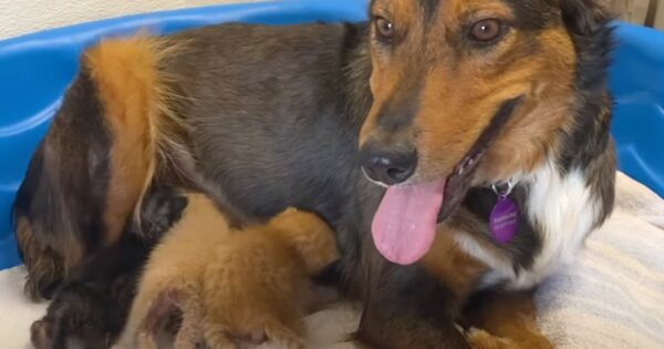 Sad Mama Dog Lost Her Litter, But The Kittens Introduced To Her Latch On