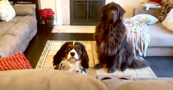 Samson And Rambo Attempt A Game Of Hide And Seek But Come Up Short